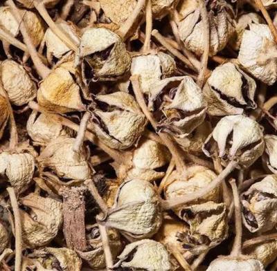 Sri Herbal Dry Aak Ka Phool – Ayurvedic Herb for Holistic Healing
